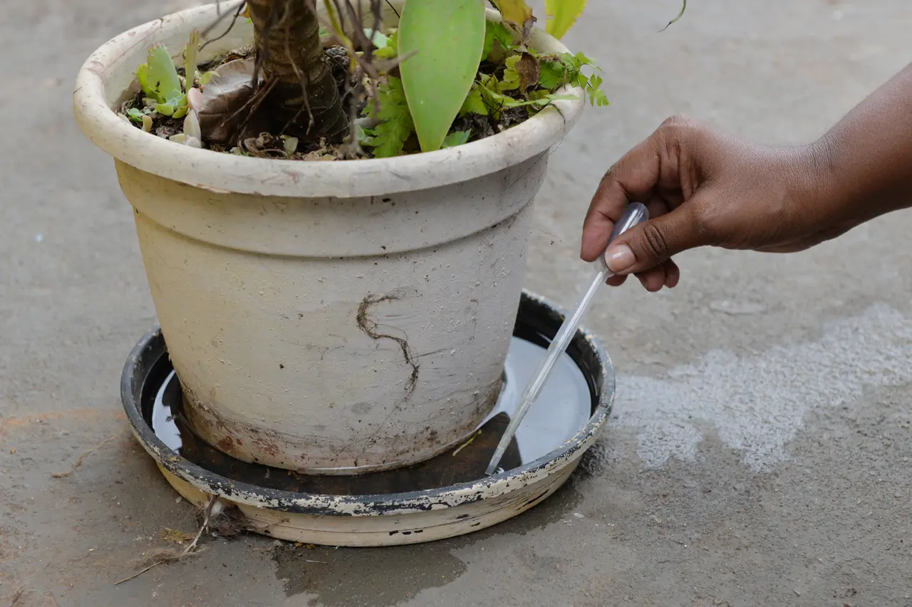 Embalagens de vaso são risco para dengue e devem ser descartadas, orienta Zoonoses