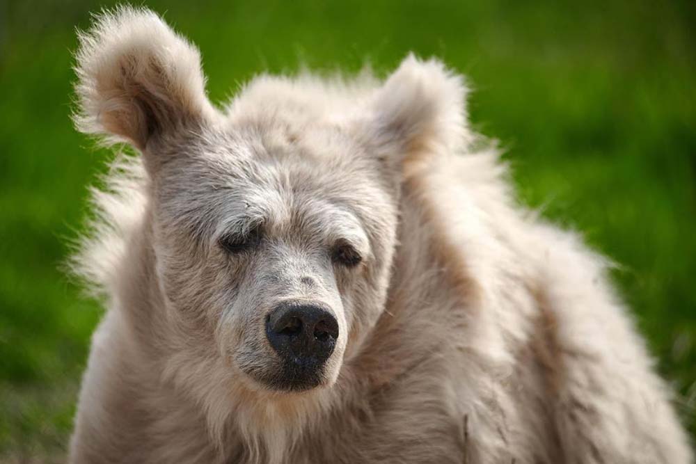 Ursa acorda descabelada após hibernar por 10 meses