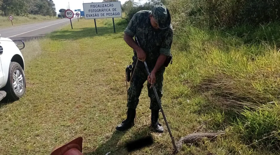 PM Ambiental resgata jacaré no acostamento da SP-191, em Araras