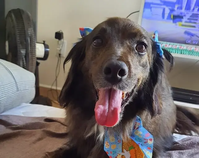 Cachorra desaparece após assalto à creche de animais