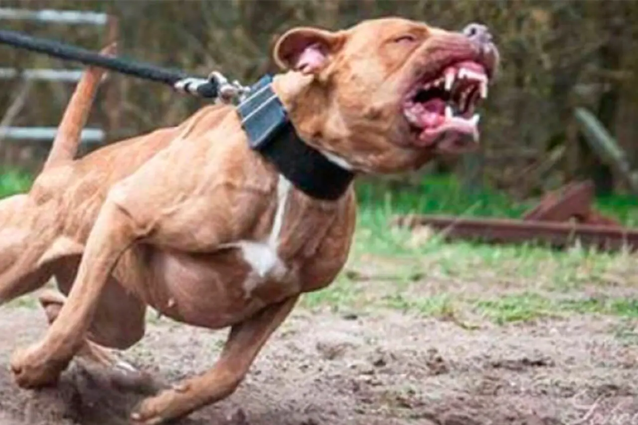 Bebê de 4 meses morre após ser atacado por pit bull da família em São Paulo