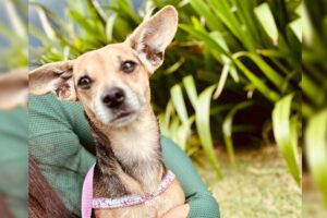 Cachorra Jojo está desaparecida em Limeira e tutora pede ajuda