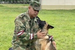 Cachorro herói, Wilson, que ajudou a encontrar crianças desaparecidas na Colômbia permanece sumido