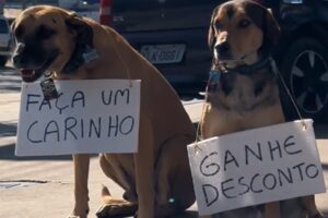 Cães frentistas trocam carinho por desconto em posto de gasolina em Campinas