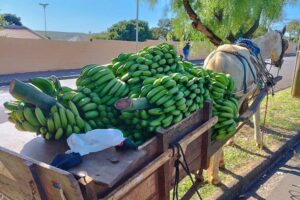 Dupla é presa após furtar cachos de bananas na área rural de Limeira