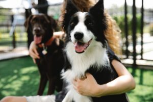 Família britânica oferece R$ 600 mil por ano para 'babá de cães'
