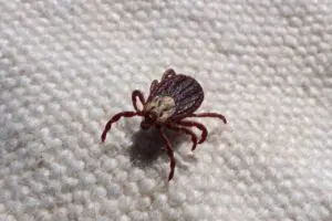 Febre maculosa: controle; a Secretaria da Saúde informa que, em 2022, foram notificados 42 casos suspeitos de febre maculosa e 03 confirmados que evoluíram a óbito. Em 2023, até ontem (13/6) foram notificados 14 casos suspeitos; 08 foram descartados; 05 aguardam resultado e 01 foi confirmado que evoluiu a óbito.