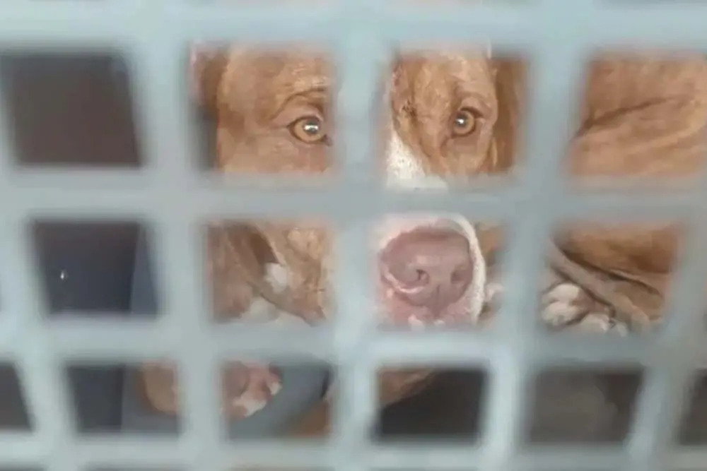 Pit bulls escapam e atacam ao menos 8 pessoas, em Jaguariúna