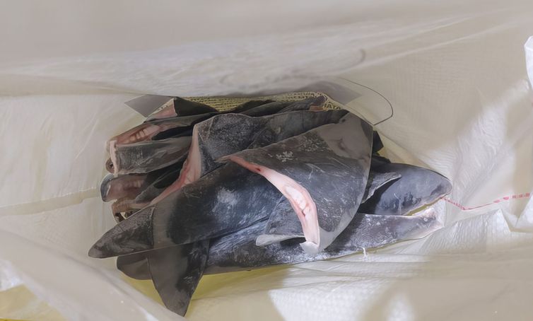 O Instituto Brasileiro do Meio Ambiente e dos Recursos Naturais Renováveis (Ibama) apreendeu 28,7 toneladas de barbatanas de tubarão que seriam exportadas de forma ilegal para a Ásia. Estima-se que 10 mil tubarões, das espécies Azul e Anequim, foram mortos.