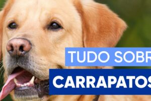 Carrapatos: combate e prevenção tudo sobre carrapatos carrapato estrela febre maculosa carrapatos em pets cães gatos capivaras