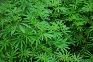 Anvisa proíbe importação de cannabis in natura e partes da planta