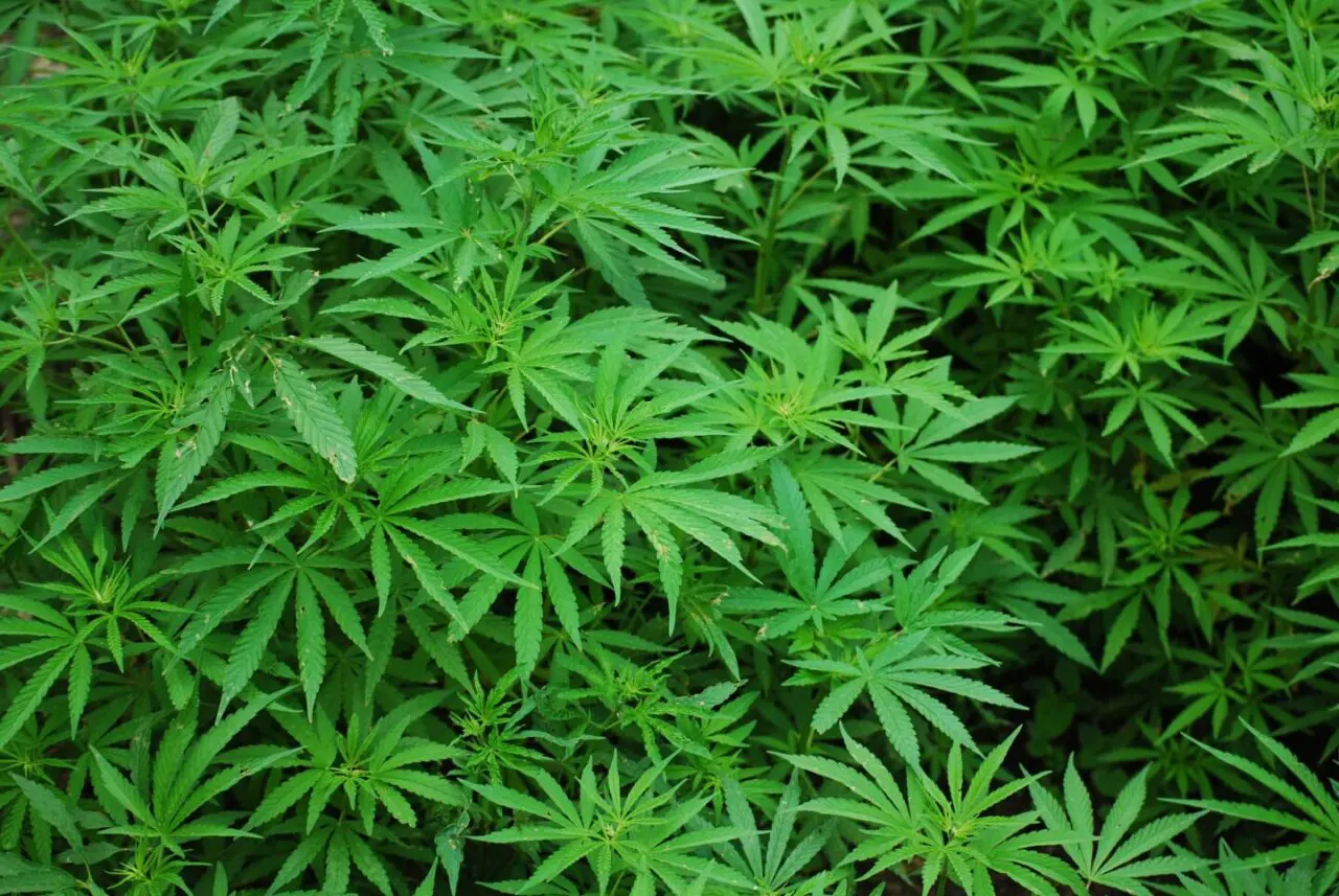Anvisa proíbe importação de cannabis in natura e partes da planta