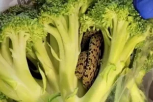 Um idoso encontrou uma cobra em um brócolis que comprou em um mercado no Reino Unido. O caso viralizou nas redes sociais.