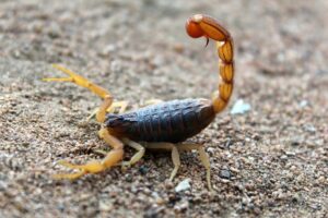 Criança de 3 anos é picada por escorpião em creche no interior de SP