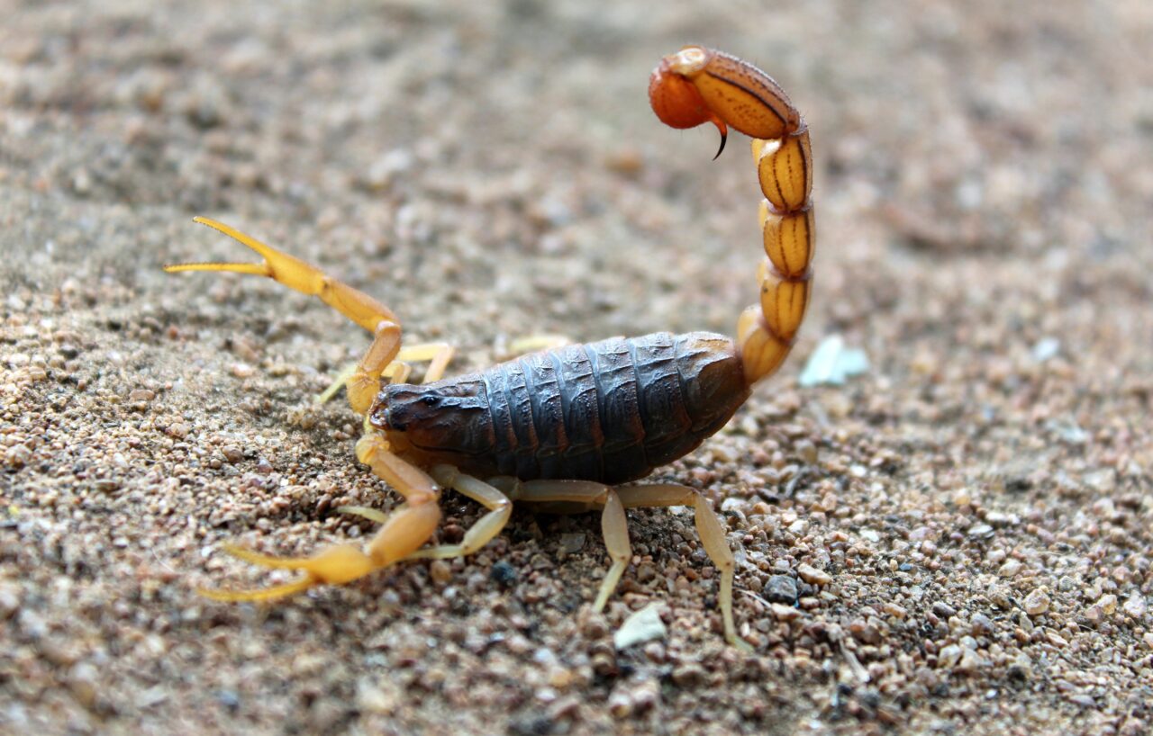 Criança de 3 anos é picada por escorpião em creche no interior de SP