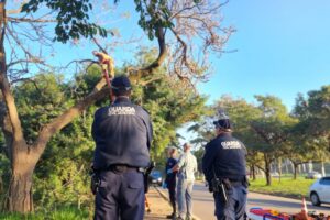 Equipes de socorro salvam homem em surto que subiu em árvore na Marginal Tatu