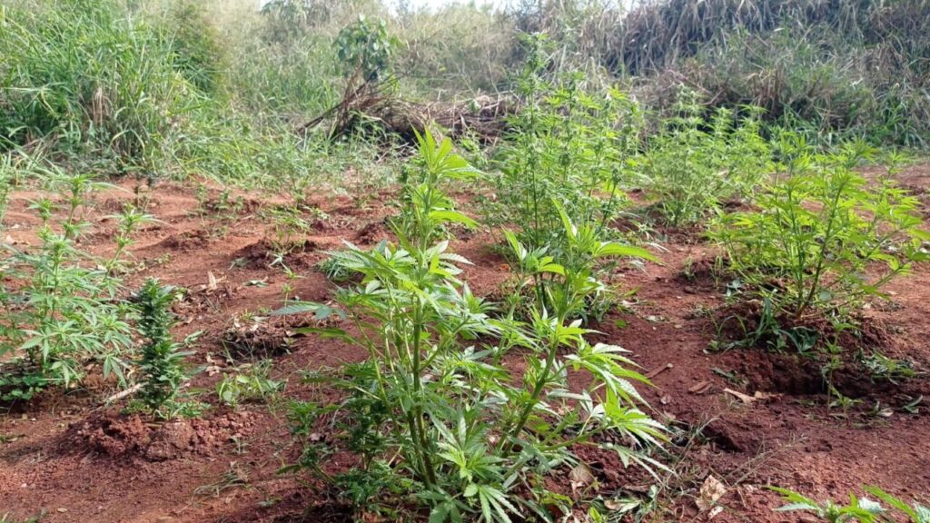 GCM de Limeira localiza plantação de maconha em canavial no Abílio Pedro