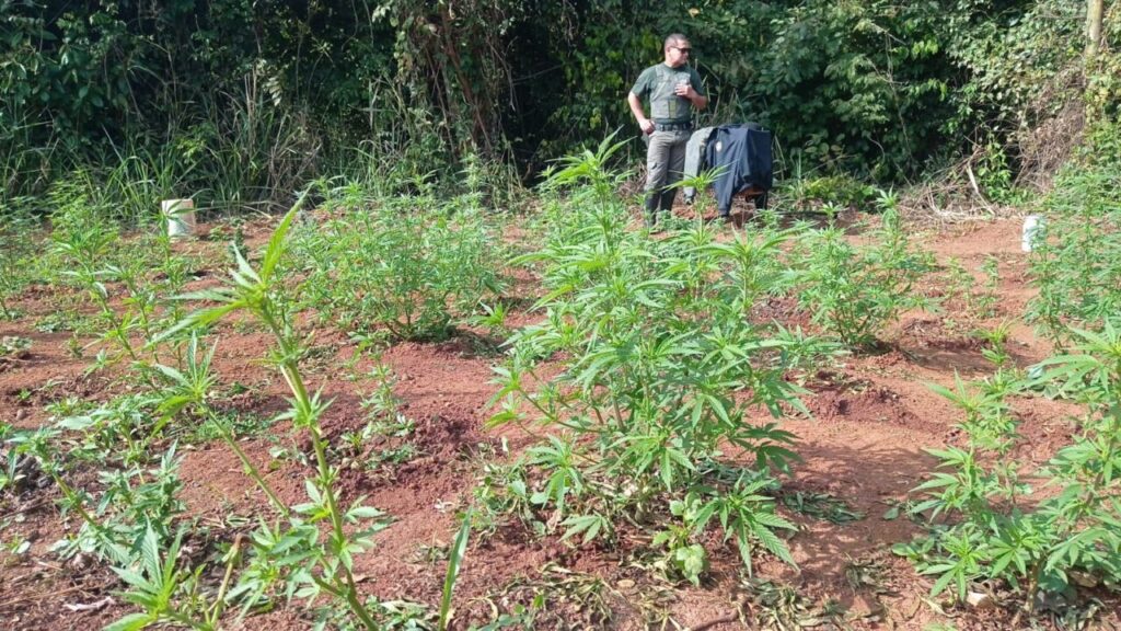 GCM de Limeira localiza plantação de maconha em canavial no Abílio Pedro