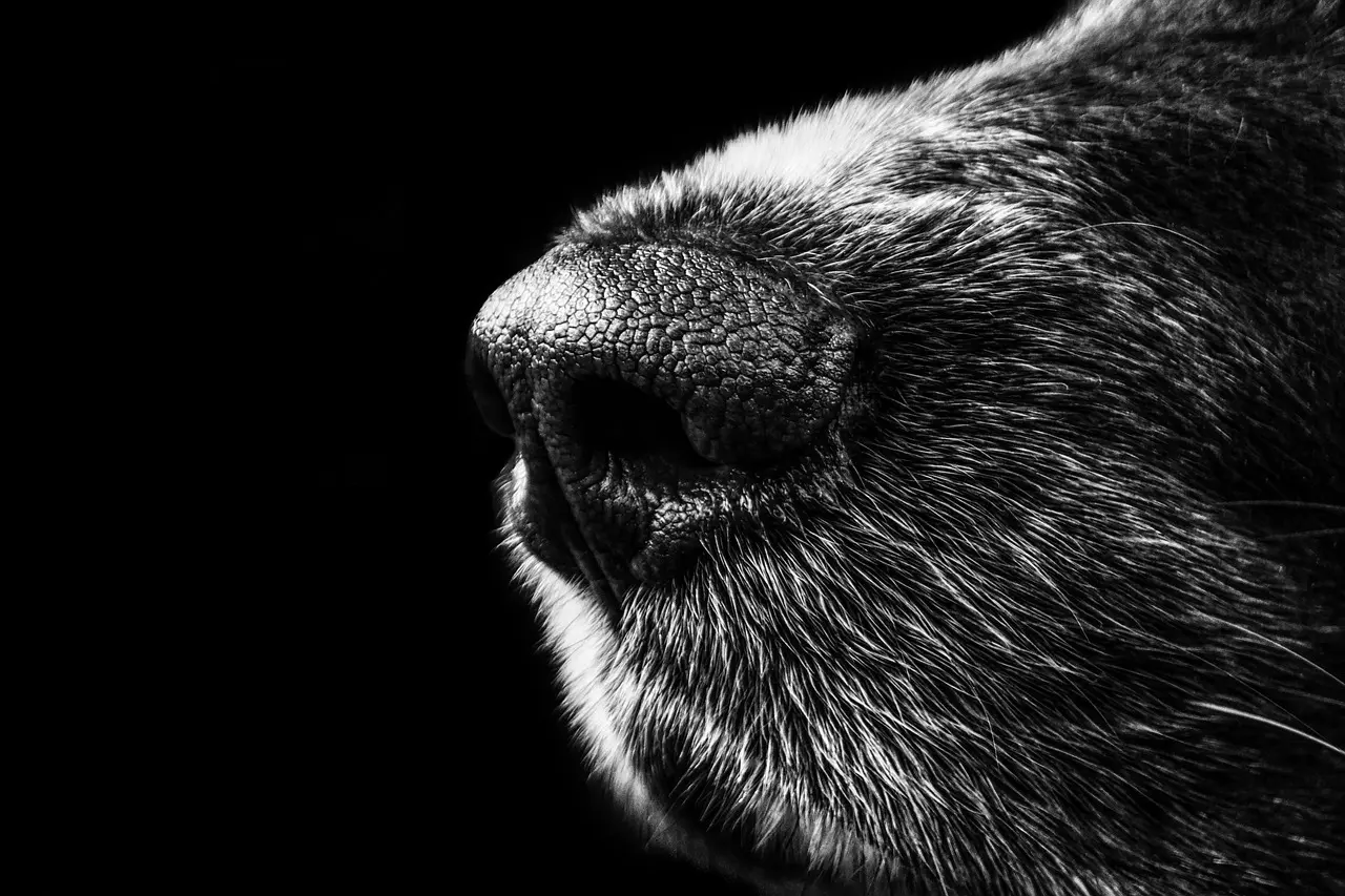 Latidos de cachorro do vizinho faz homem procurar Delegacia, em Limeira