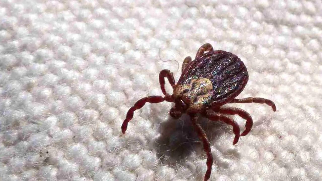 Limeira tem 10 pontos com risco de contaminação de febre maculosa