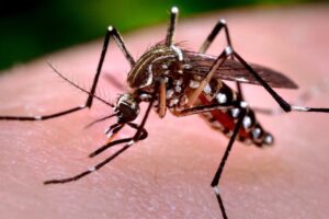 Casos prováveis de dengue se aproximam de 400 mil no país em 2024