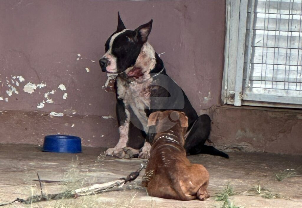 GCM e Alpa resgatam pitbulls em estado de maus-tratos no Nova Limeira