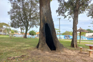 Árvore jequitibá centenária no Cecap é incendiada e será removida 2