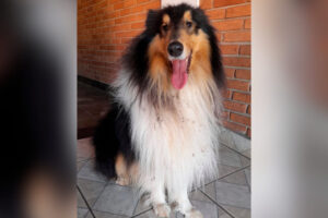 Cachorro Déricky é encontrado, em Limeira