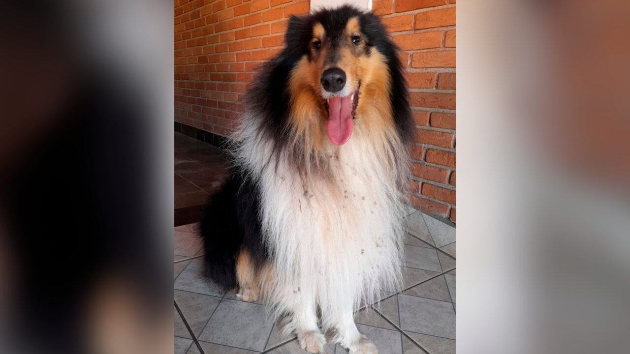 Cachorro Déricky é encontrado, em Limeira