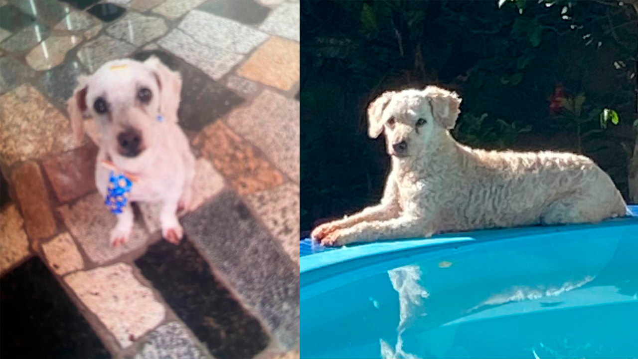 Cachorro Luke está desaparecido há 10 dias e tutora pede ajuda para encontrá-lo