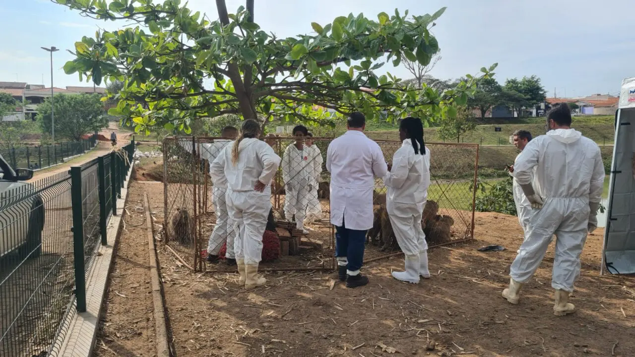 Começa coleta de sangue em capivaras do Jardim do Lago, em Limeira