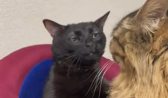 Conheça a origem do ‘gatinho debochado’ sucesso na internet