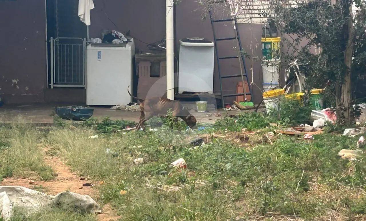 GCM e Alpa resgatam pitbulls em estado de maus-tratos no Nova Limeira