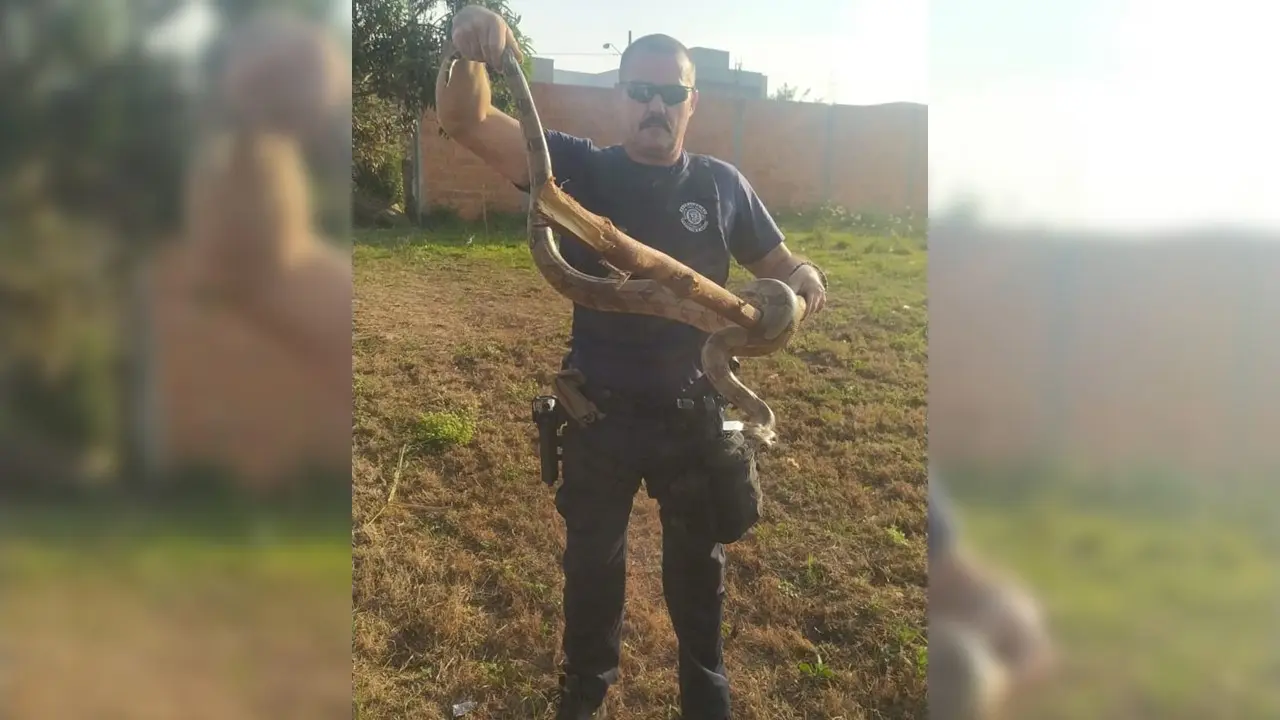 GCM resgata jiboia ferida no Colinas do Engenho, em Limeira