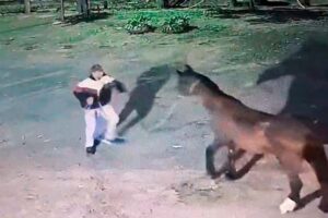Homem é preso furtando cavalos no Horto Florestal de Limeira 