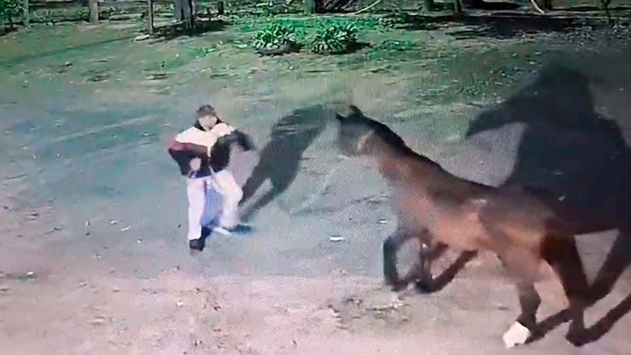 Homem é preso furtando cavalos no Horto Florestal de Limeira 