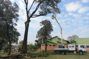 árvore, da espécie jequitibá, que foi vandalizada em um campo esportivo do Cecap, está em processo de remoção pela Prefeitura de Limeira.