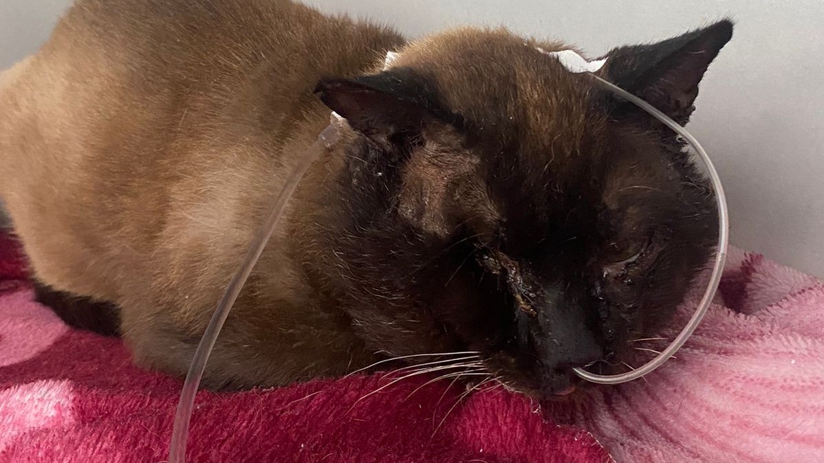 Limeirense pede ajuda para salvar Marcinho, gato resgatado gravemente ferido 2