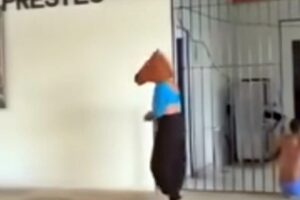 Prefeitura do Rio instaura inquérito após apresentação de ‘cavalo tarado’ em escola municipal