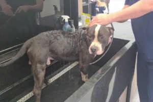 Veterinário fala sobre caso de maus-tratos com pitbulls, em Limeira 