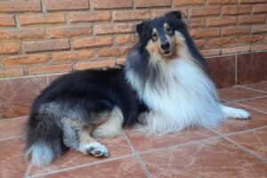 Cachorro Déricky está desaparecido em Limeira e tutora pede ajuda