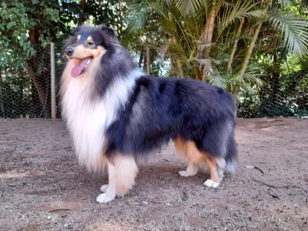 Cachorro Déricky está desaparecido em Limeira e tutora pede ajuda