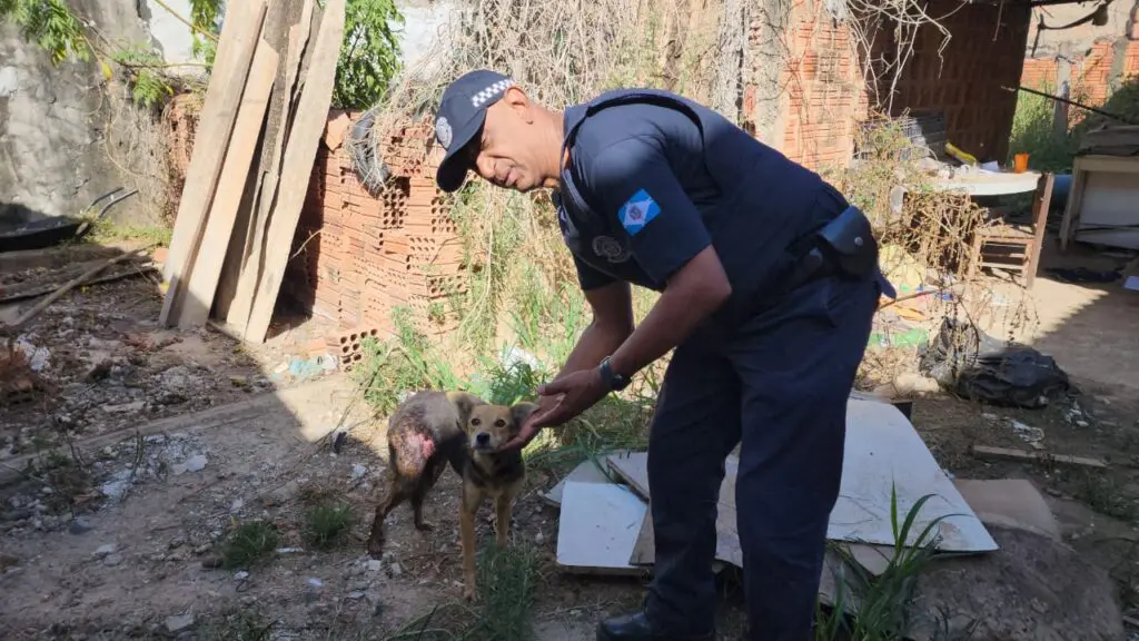Cachorro gravemente ferido é resgatado pela GCM de Limeira