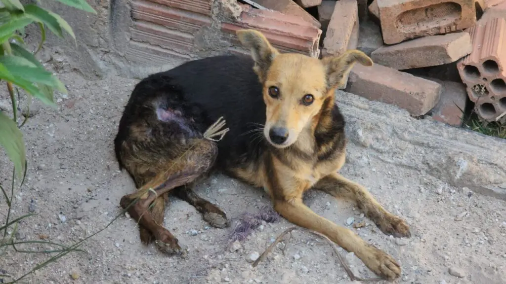 Cachorro gravemente ferido é resgatado pela GCM de Limeira
