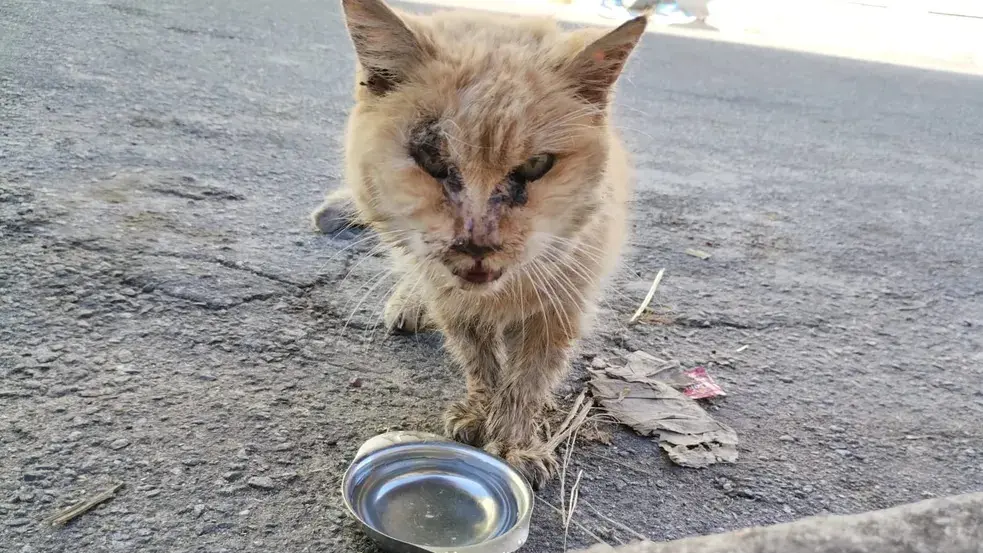 Família mineira afirma ter uma das gatas mais velhas do mundo