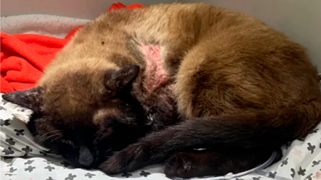 Limeirense pede ajuda para salvar Marcinho, gato resgatado gravemente ferido 2