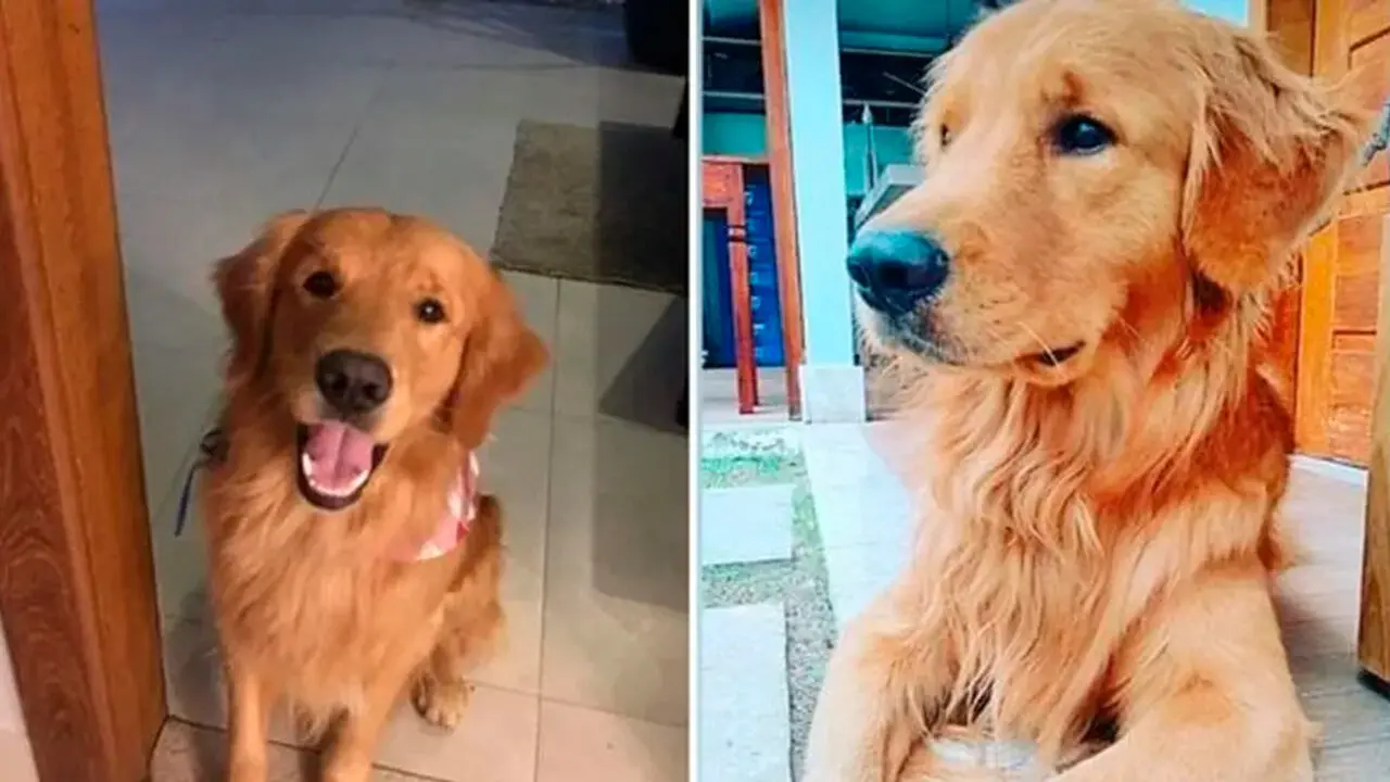 'Churros', golden retriever de influencer, é morto por PM