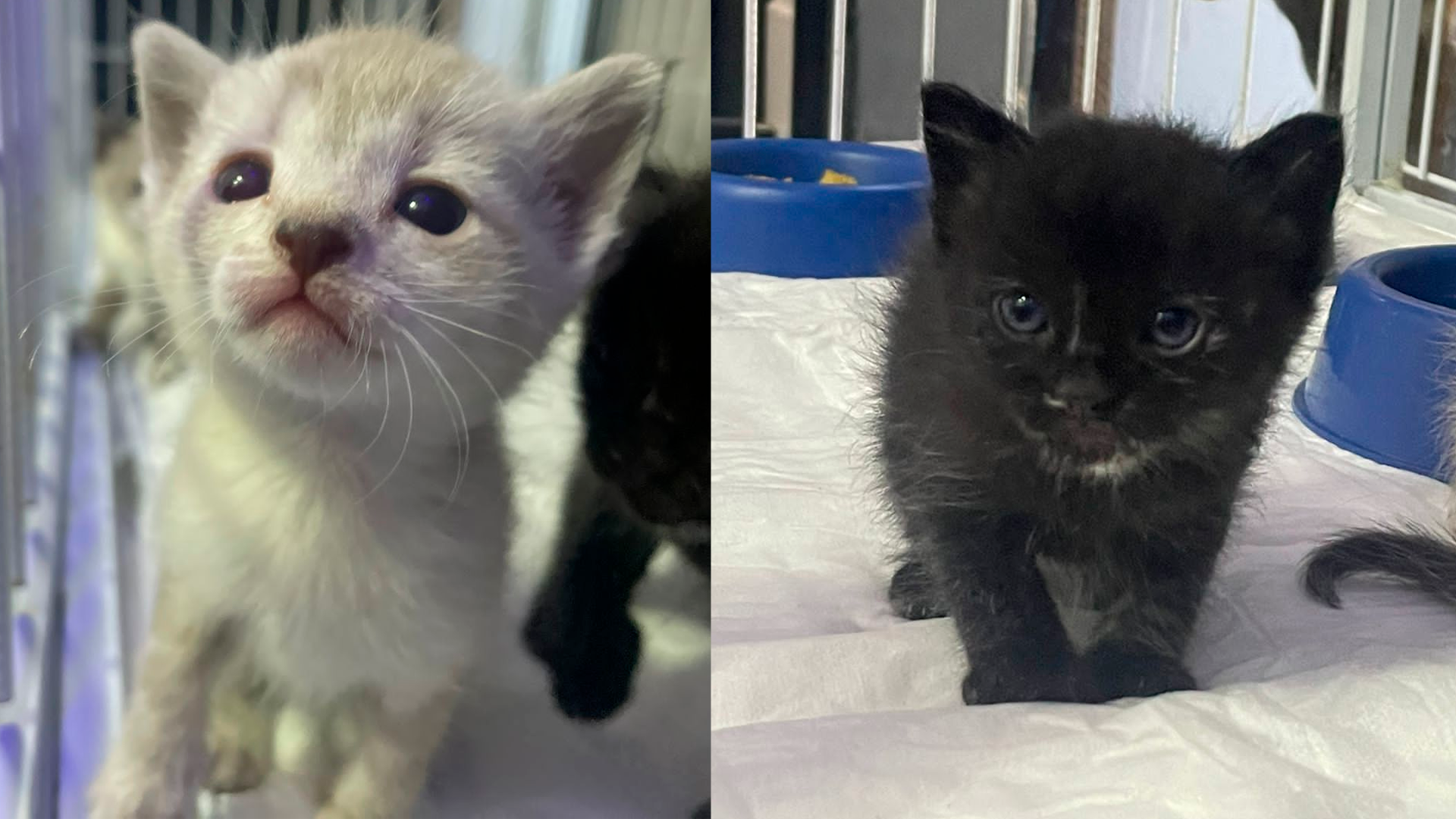 Filhotes de gatos abandonados em caixa são resgatados pela ALPA
