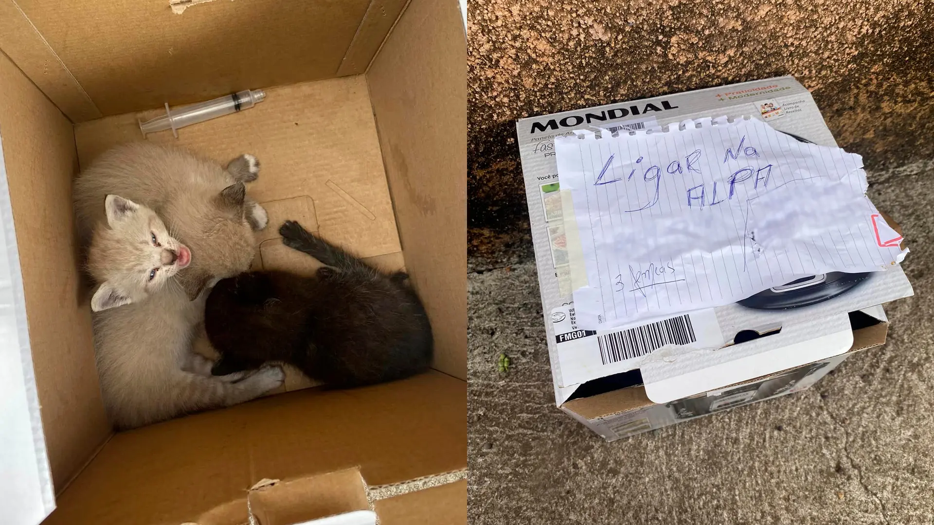 Filhotes de gatos são abandonados e pessoa deixa recado: 'ligar na Alpa'