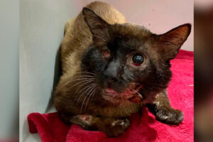Marcinho, gato resgatado por limeirense, precisa de mais de R$ 6 mil para realizar cirurgias